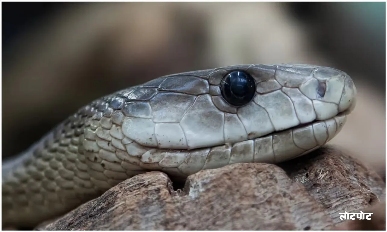 Black Mamba The most dangerous and fastest snake in the world
