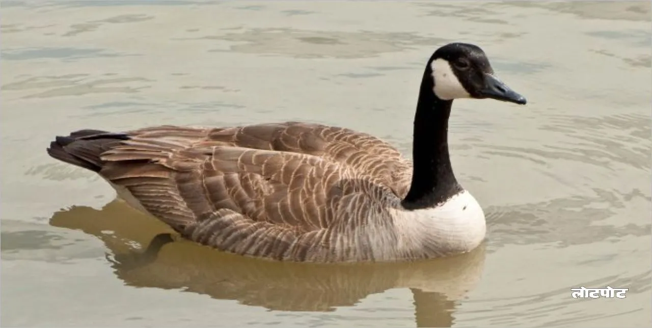Interesting world of Goose bird Know their unique secrets