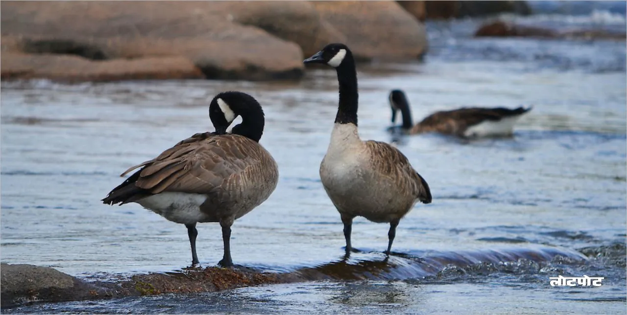 Interesting world of Goose bird Know their unique secrets