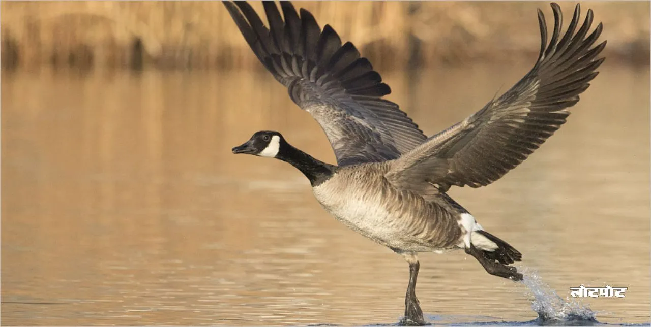 Interesting world of Goose bird Know their unique secrets