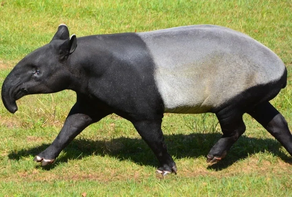 World of Tapir Unique combination of horse and elephant