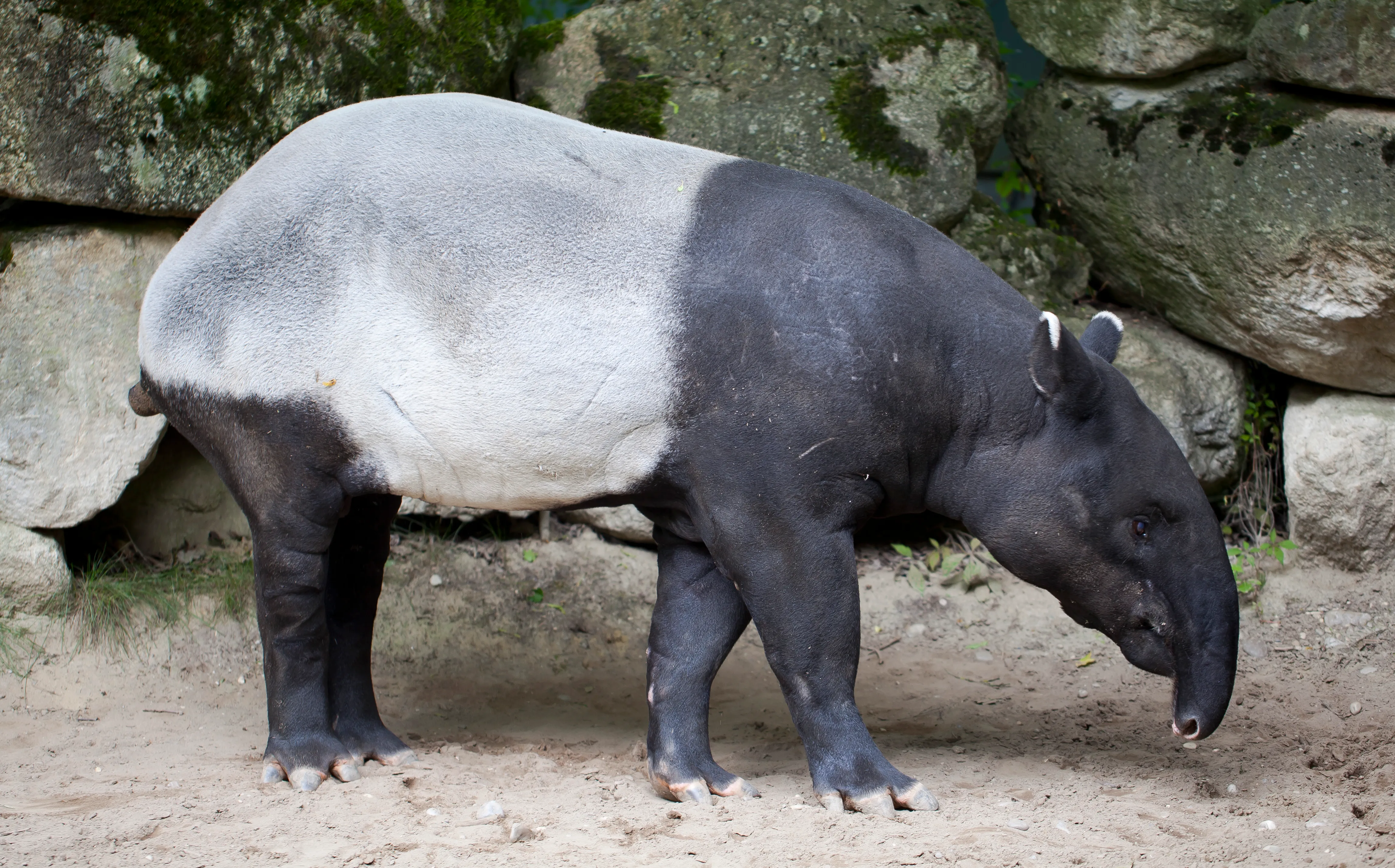 World of Tapir Unique combination of horse and elephant