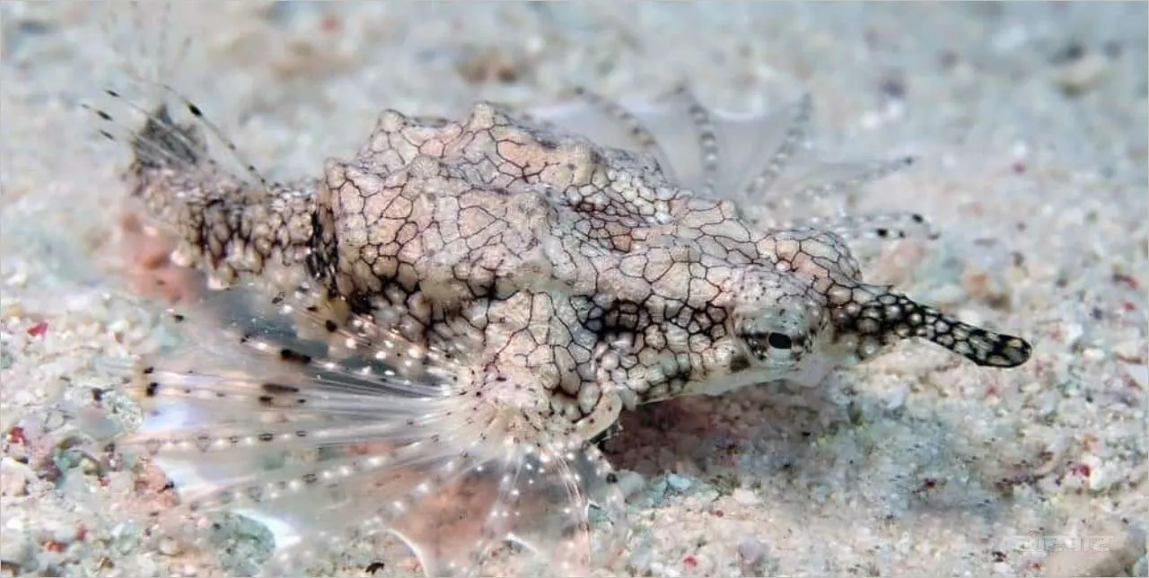 dragonfish