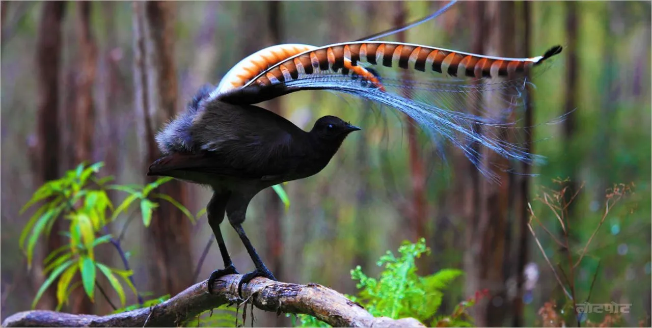 Know the interesting story of Liar Bird
