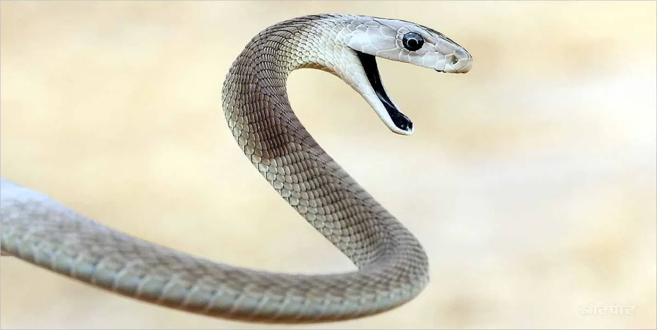 Nagraj The most poisonous and dangerous snake in the world