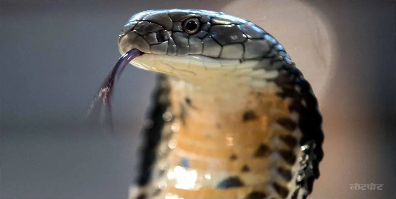 Nagraj The most poisonous and dangerous snake in the world