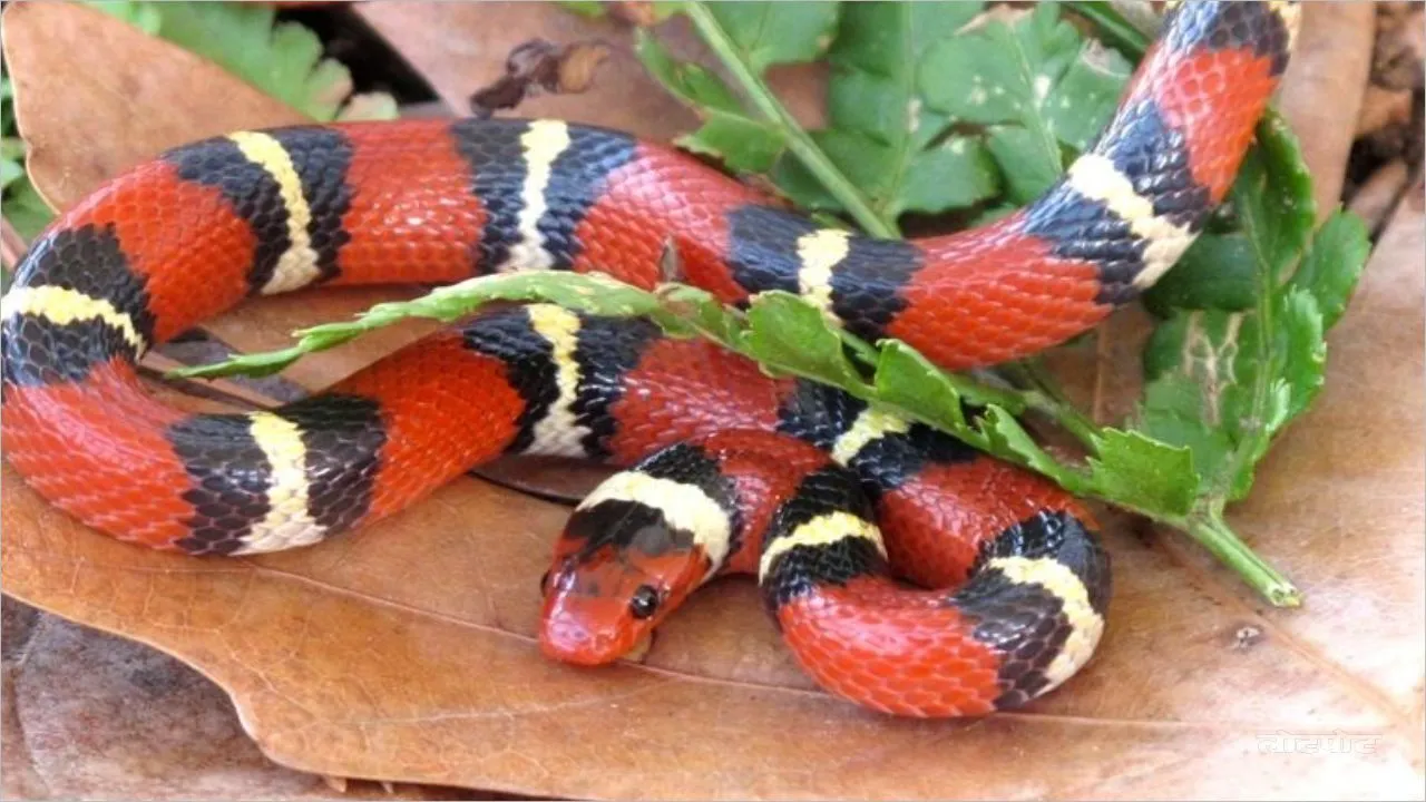 Why is Kingsnake called the king of snakes