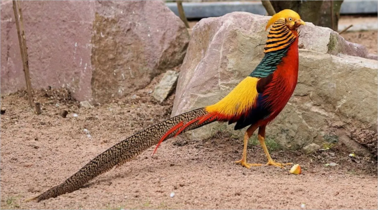 Jungle World Identification and characteristics of the Golden PheasantJungle World Identification and characteristics of the Golden Pheasant