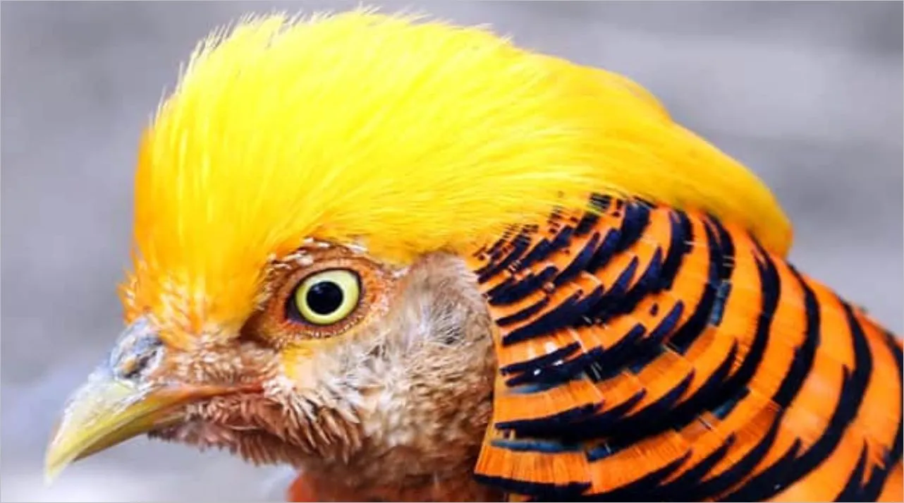 Jungle World Identification and characteristics of the Golden Pheasant