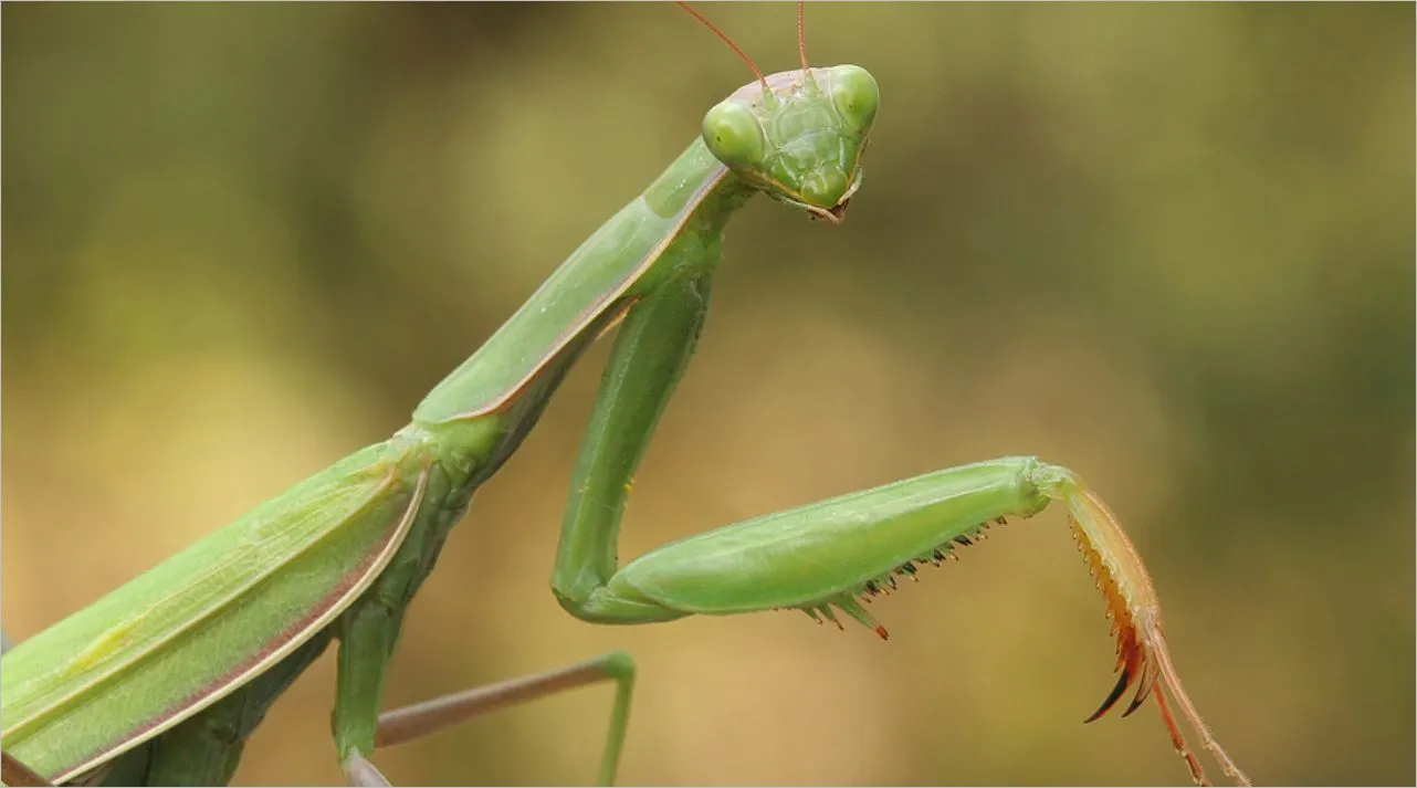 called Praying Mantis in English