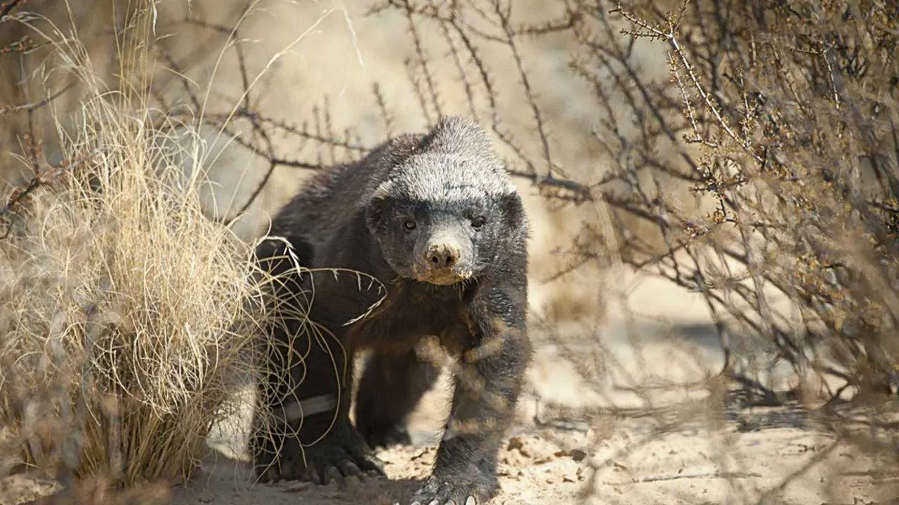 Badger-Hardworking and clever animal of the forest