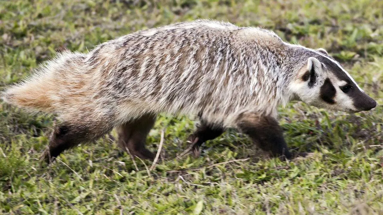 Badger-Hardworking and clever animal of the forest