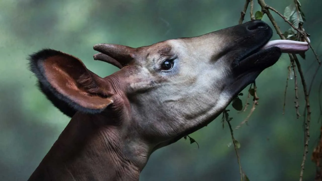 Okapi Mysterious creatures of the forest  Okapi in Hindi