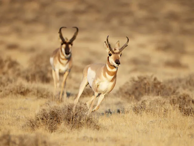 Pronghorn Antelope