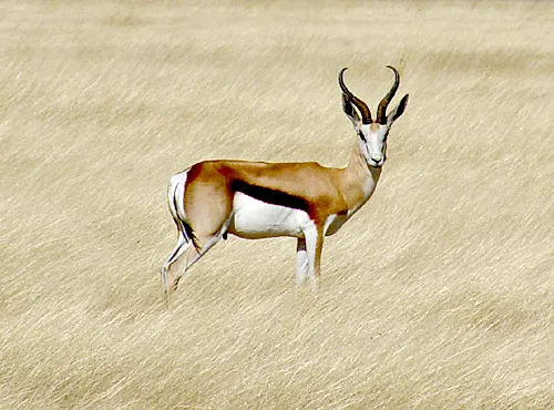 Springbok