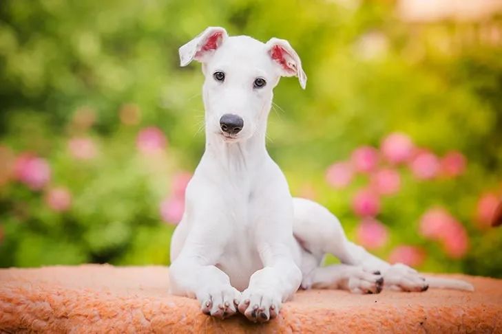 Greyhound