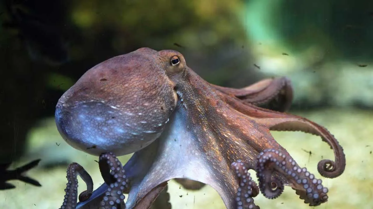 Octopus Facts in Hindi for Kids