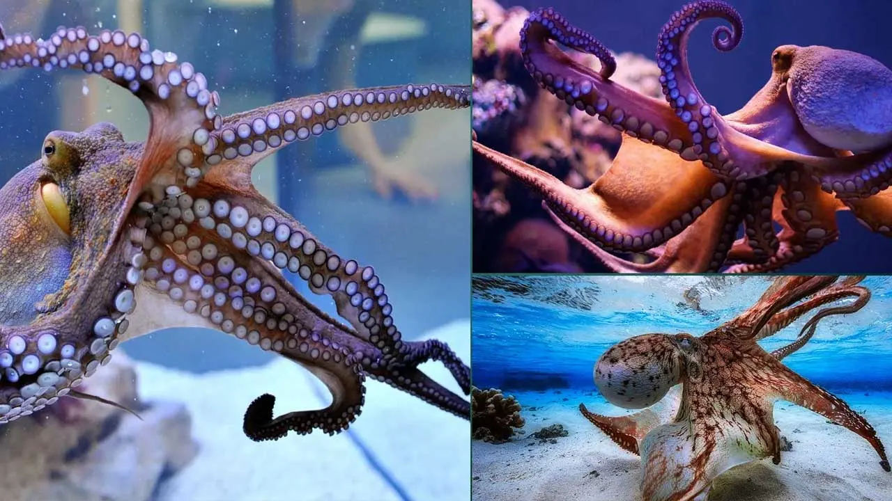 Octopus Facts in Hindi for Kids