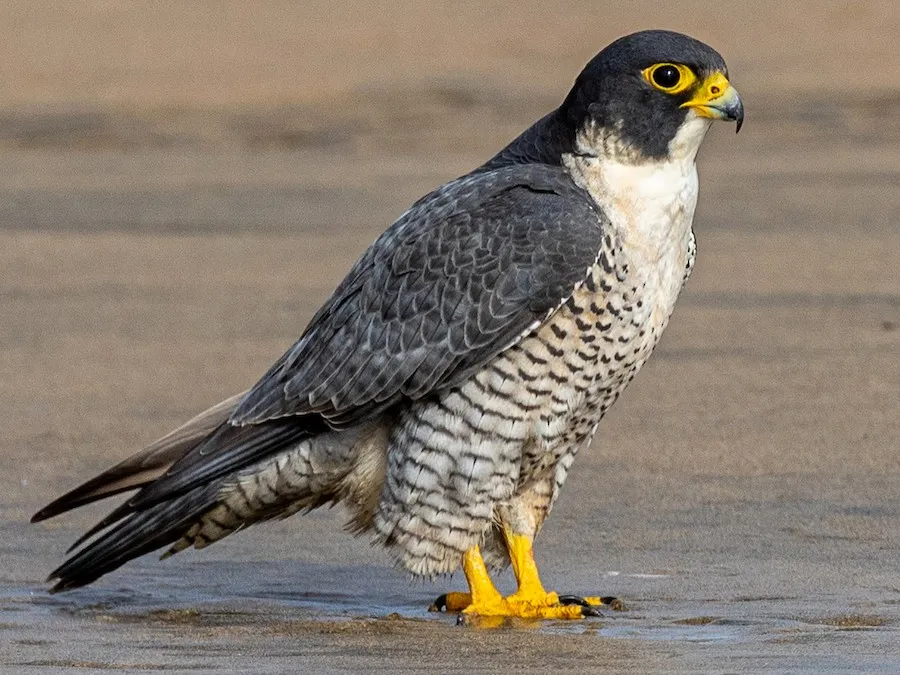 Falcon eagle Complete information of a magnificent hunter bird