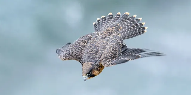 Falcon eagle Complete information of a magnificent hunter bird