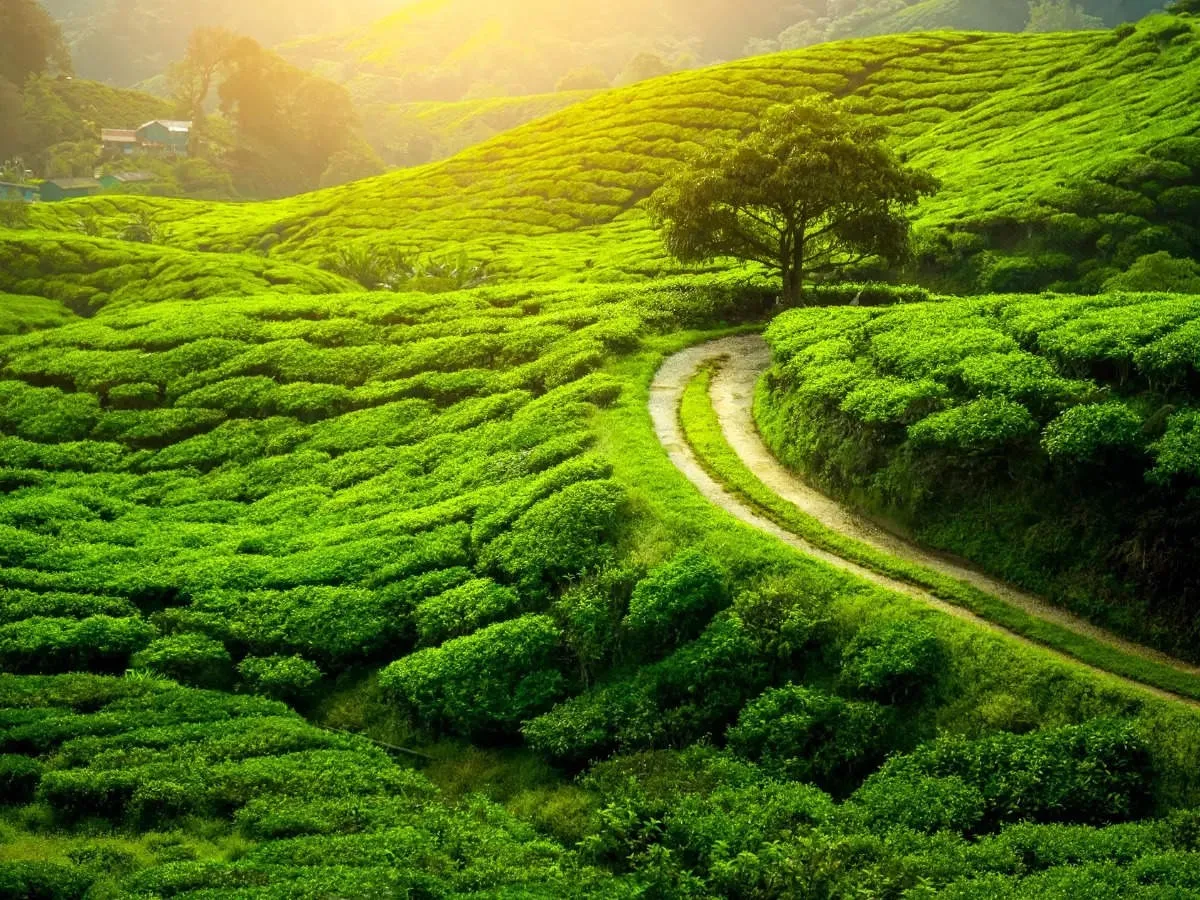 5. दार्जिलिंग, पश्चिम बंगाल: चाय के बागानों की सैर
