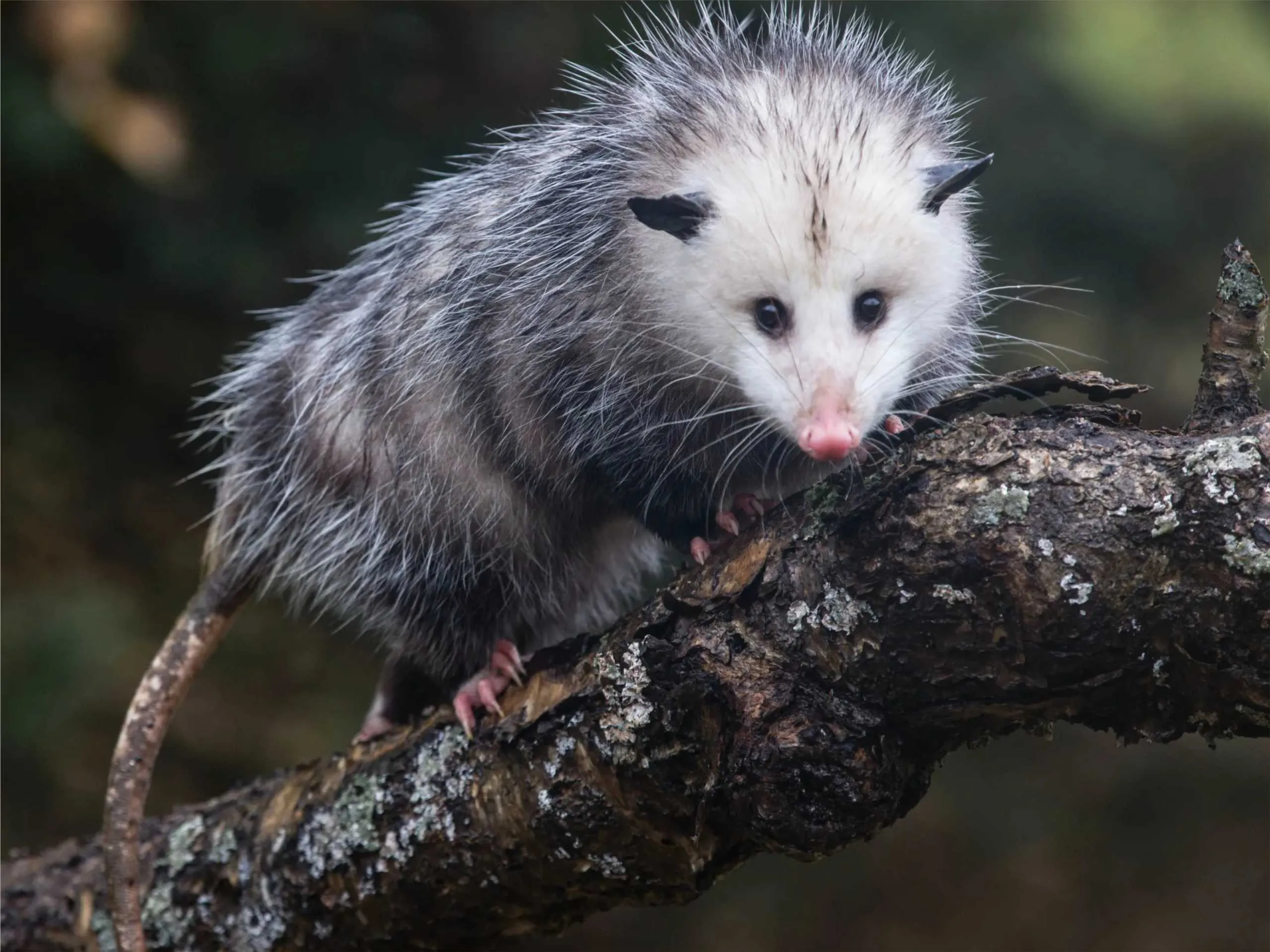 opossum