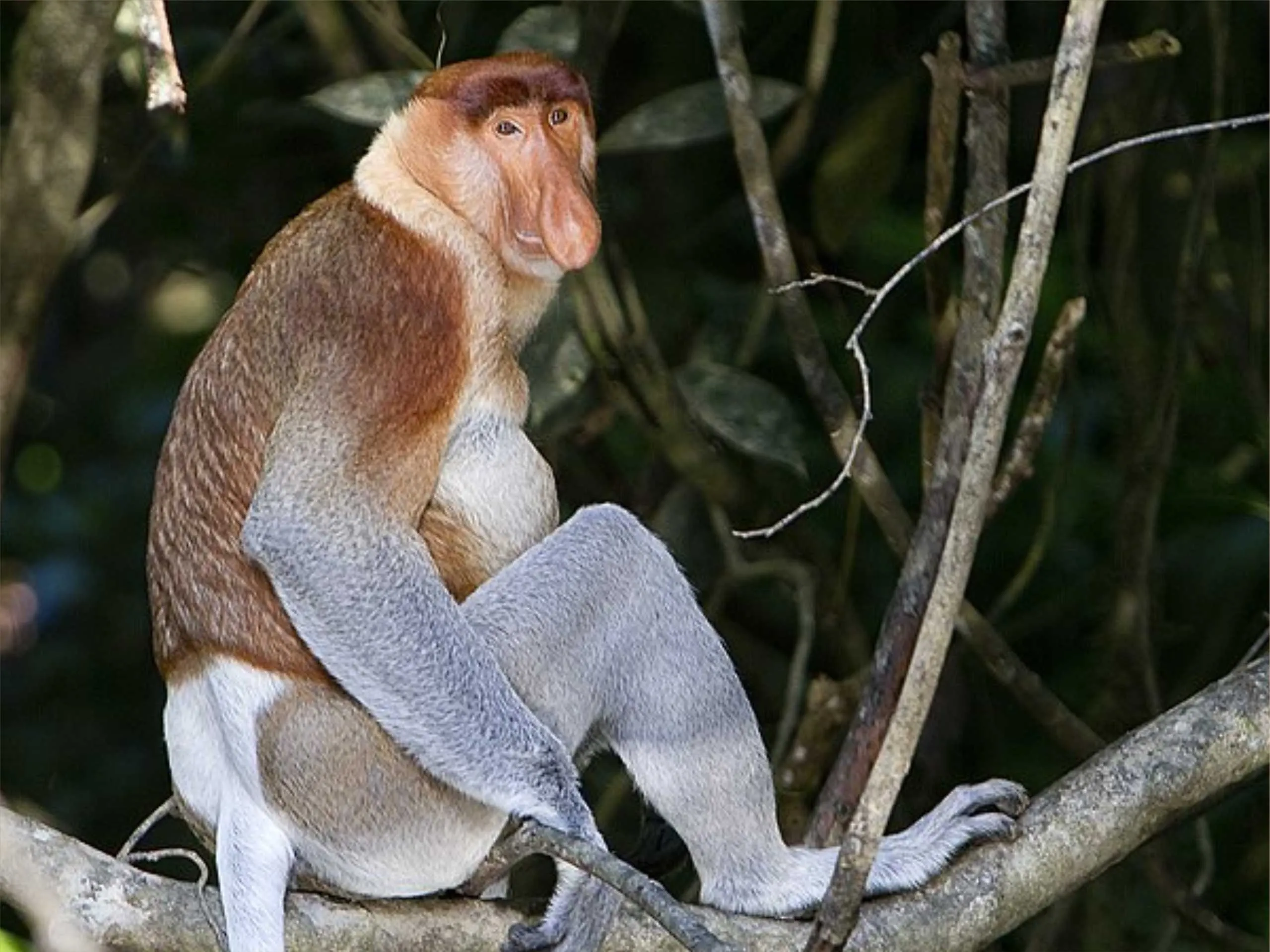 proboscis monkey