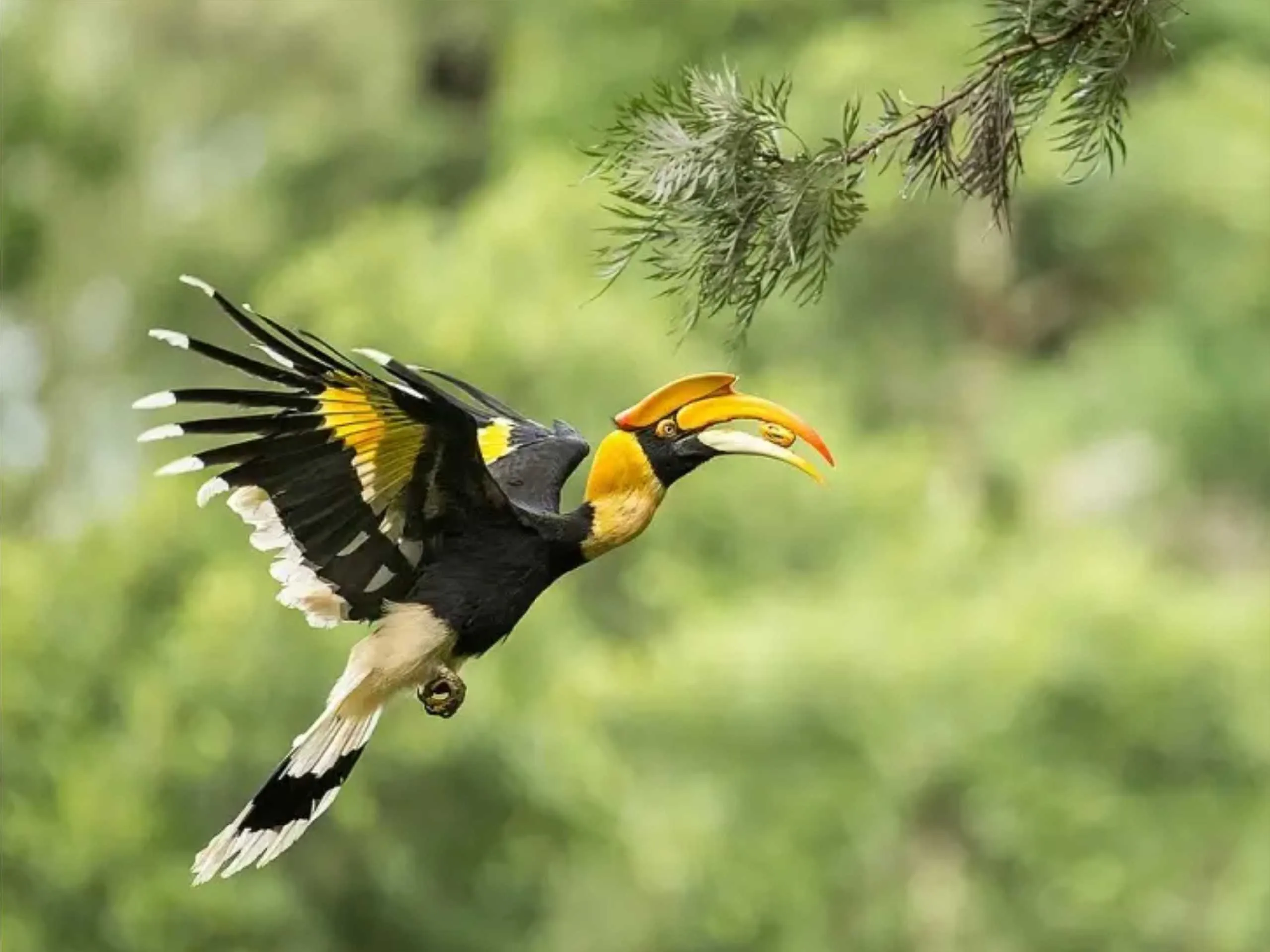 great hornbill