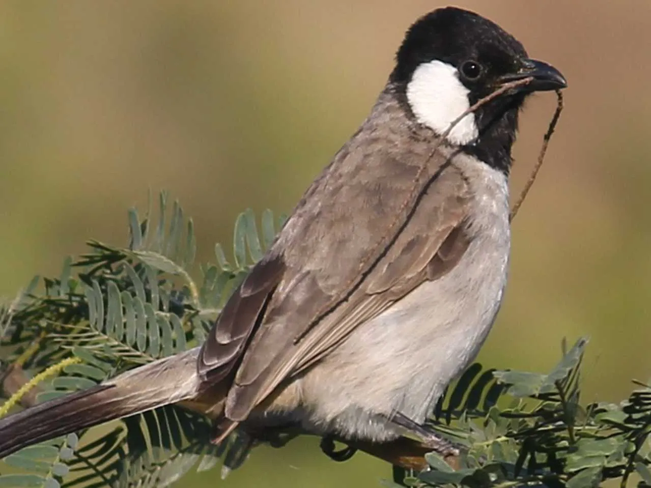 bulbul bird