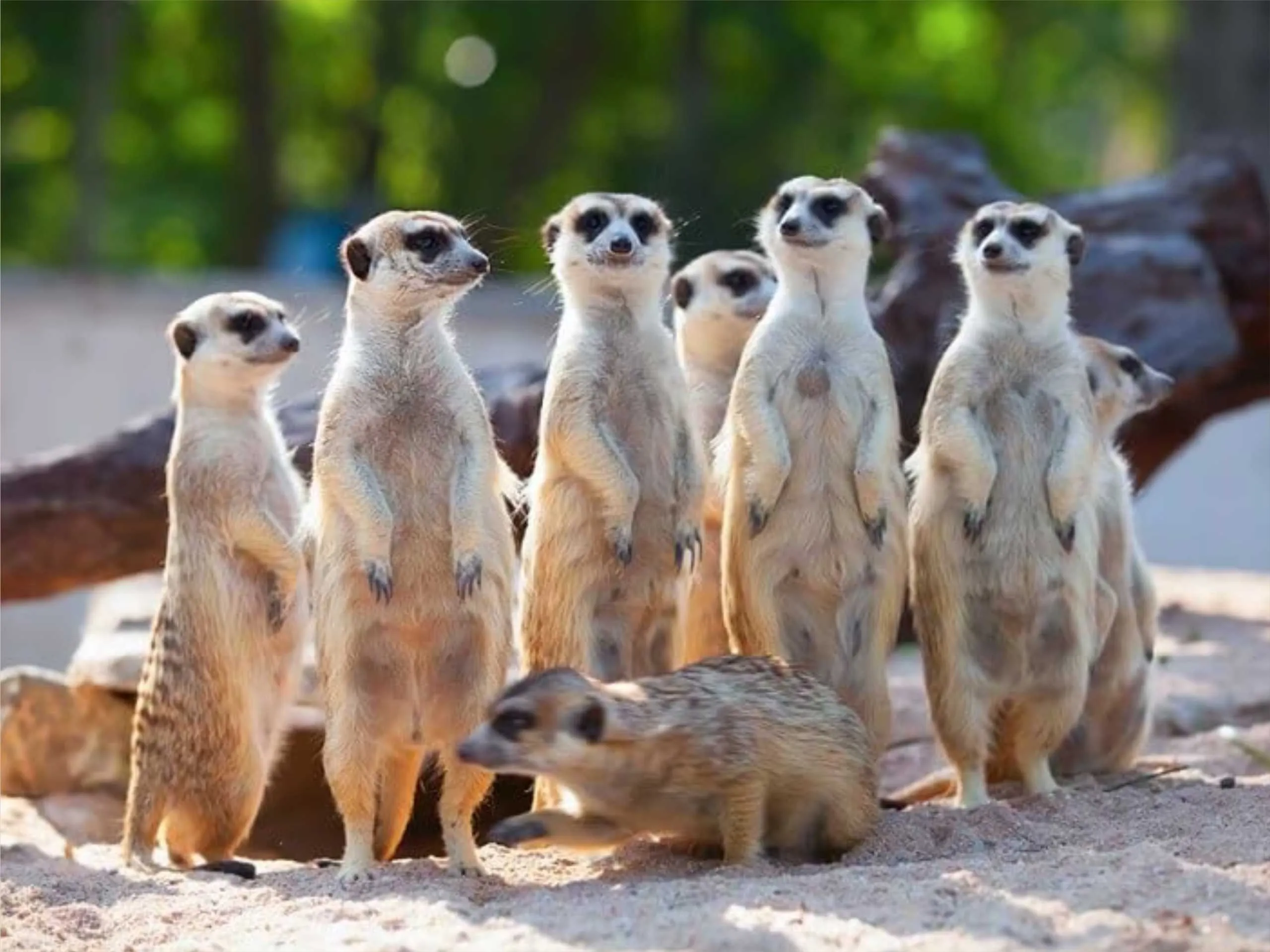 meerkats