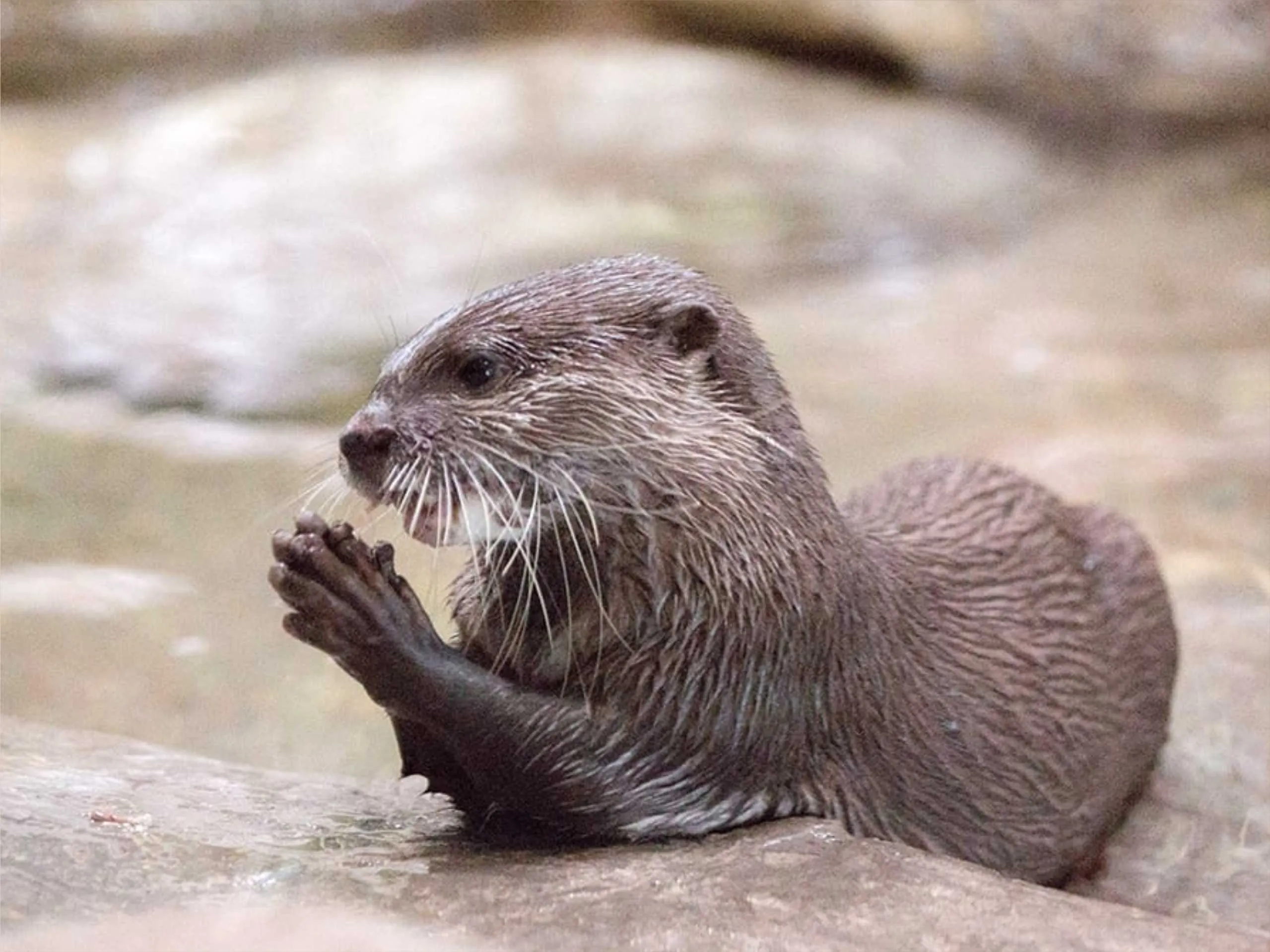 otter 