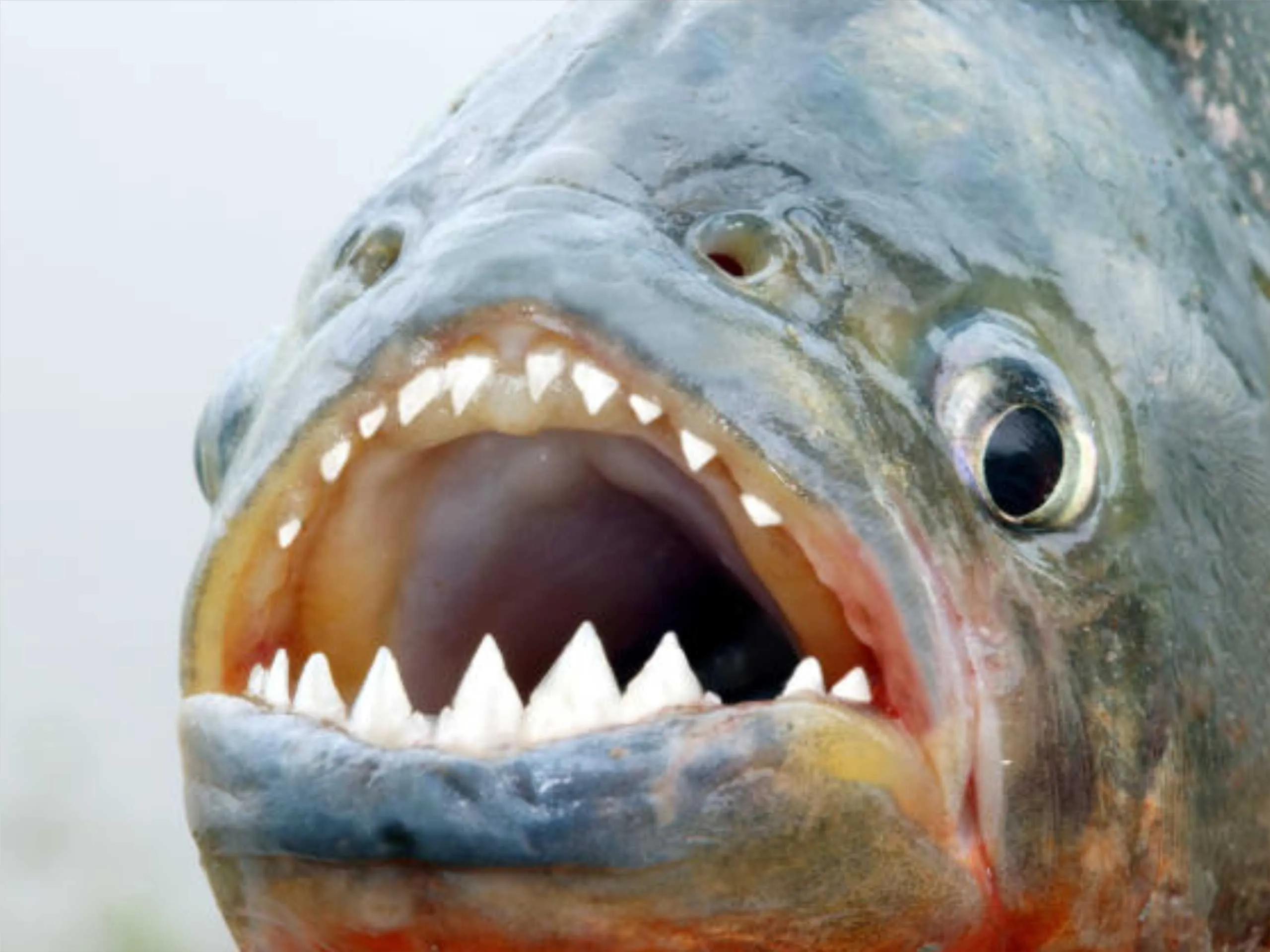 piranha