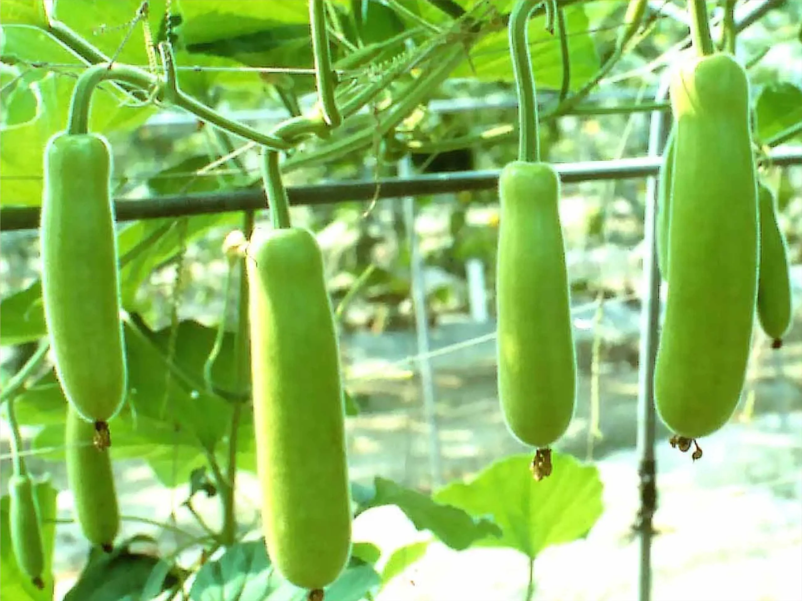 Bottle gourd