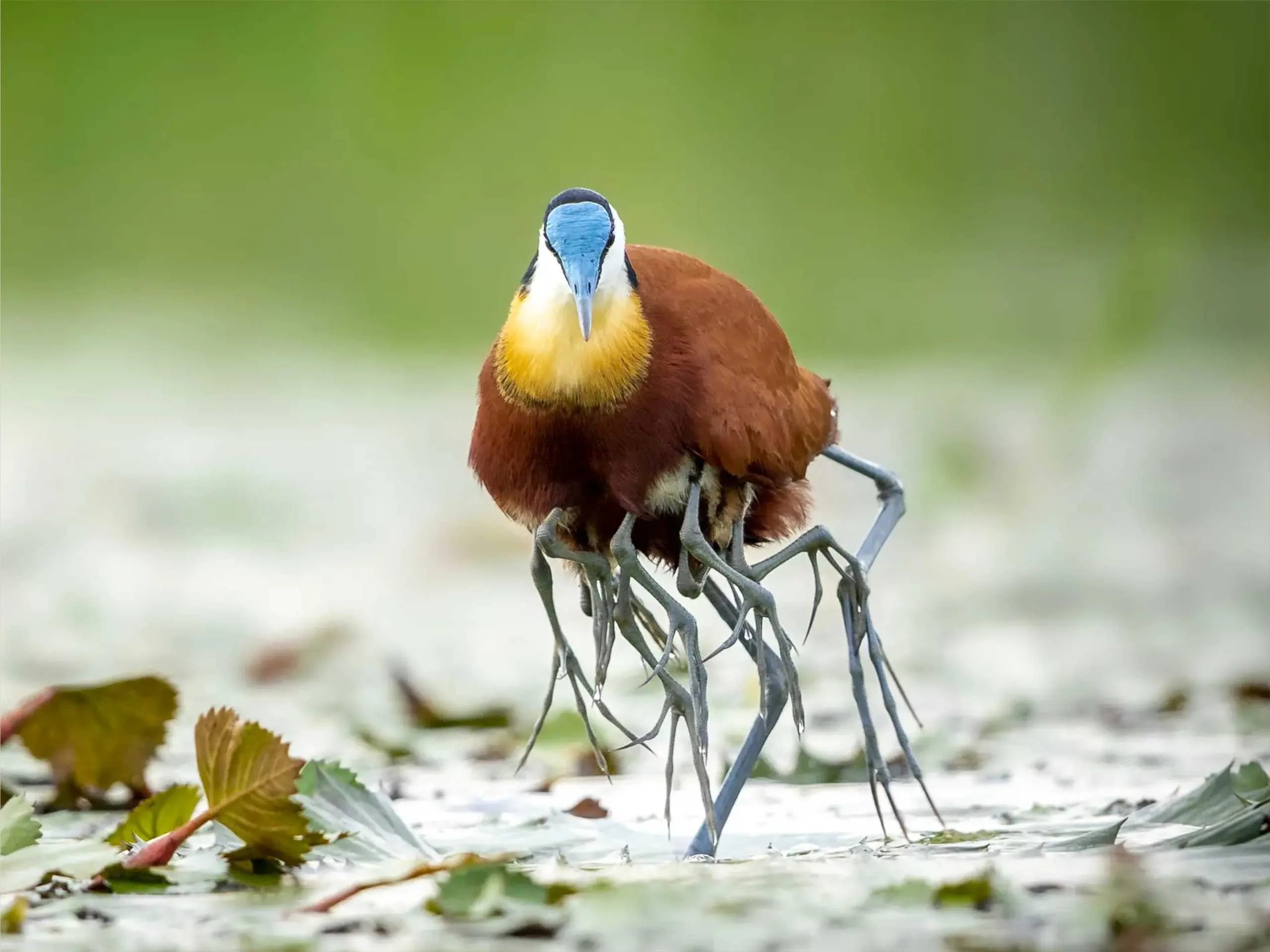 Jacana 