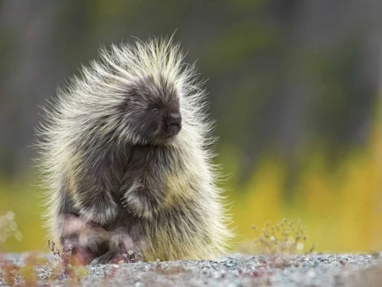 porcupine