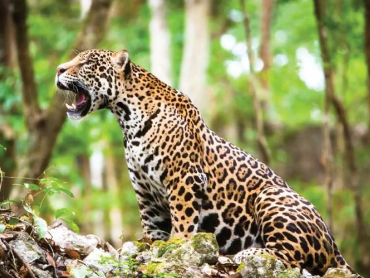 jaguar in natural habitat