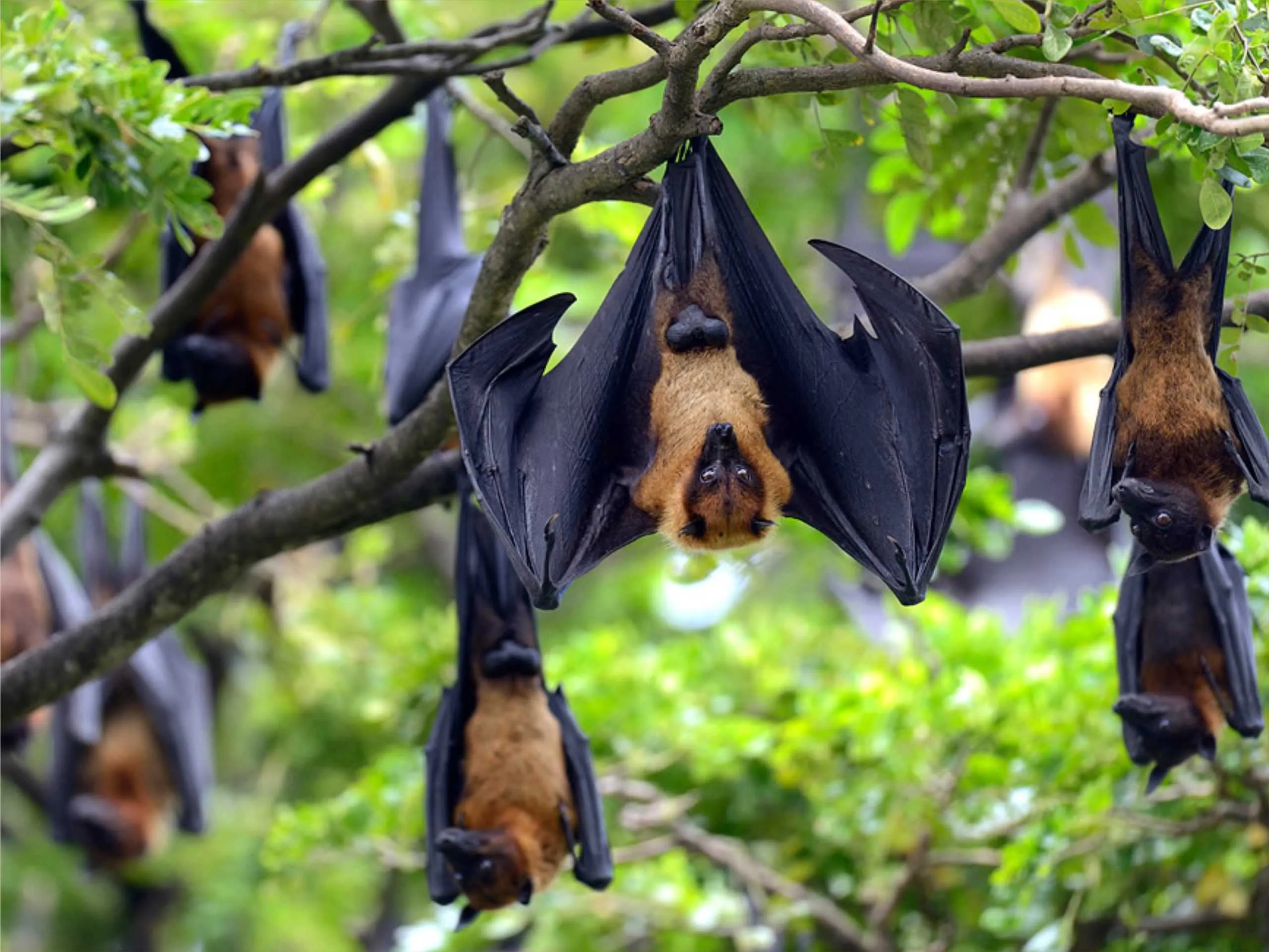 Flying Fox Bat