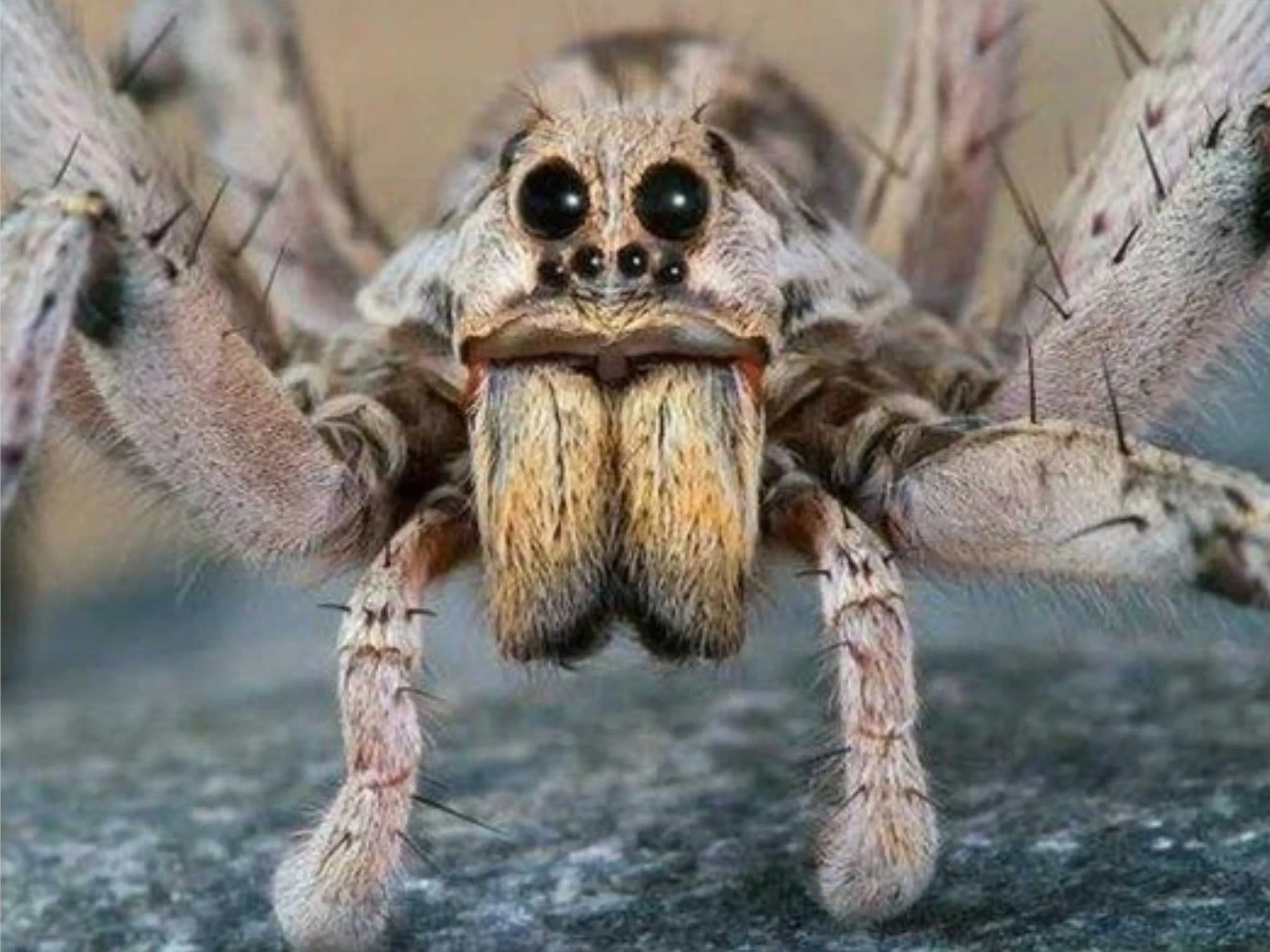 tarantula spider