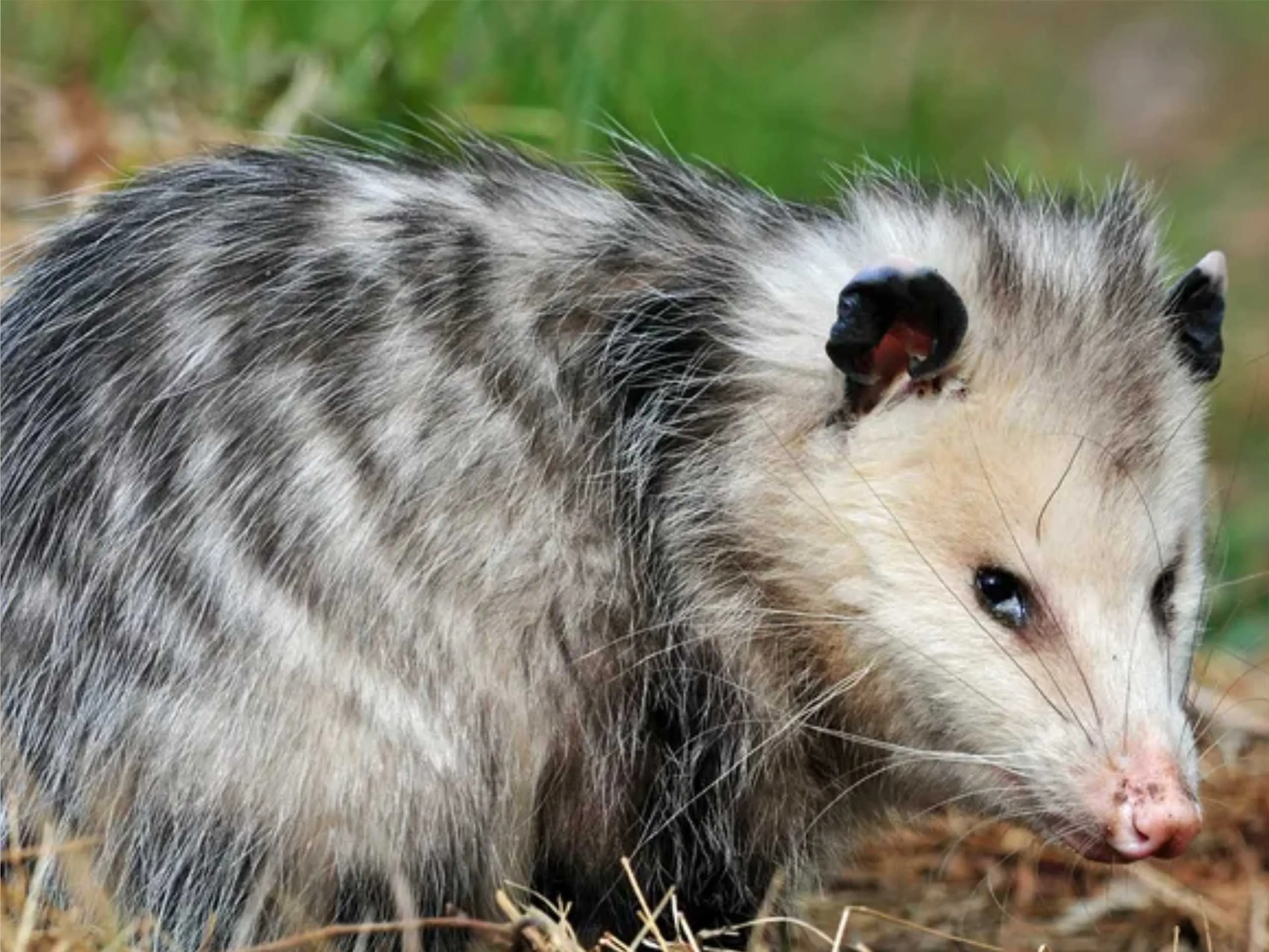 opossum