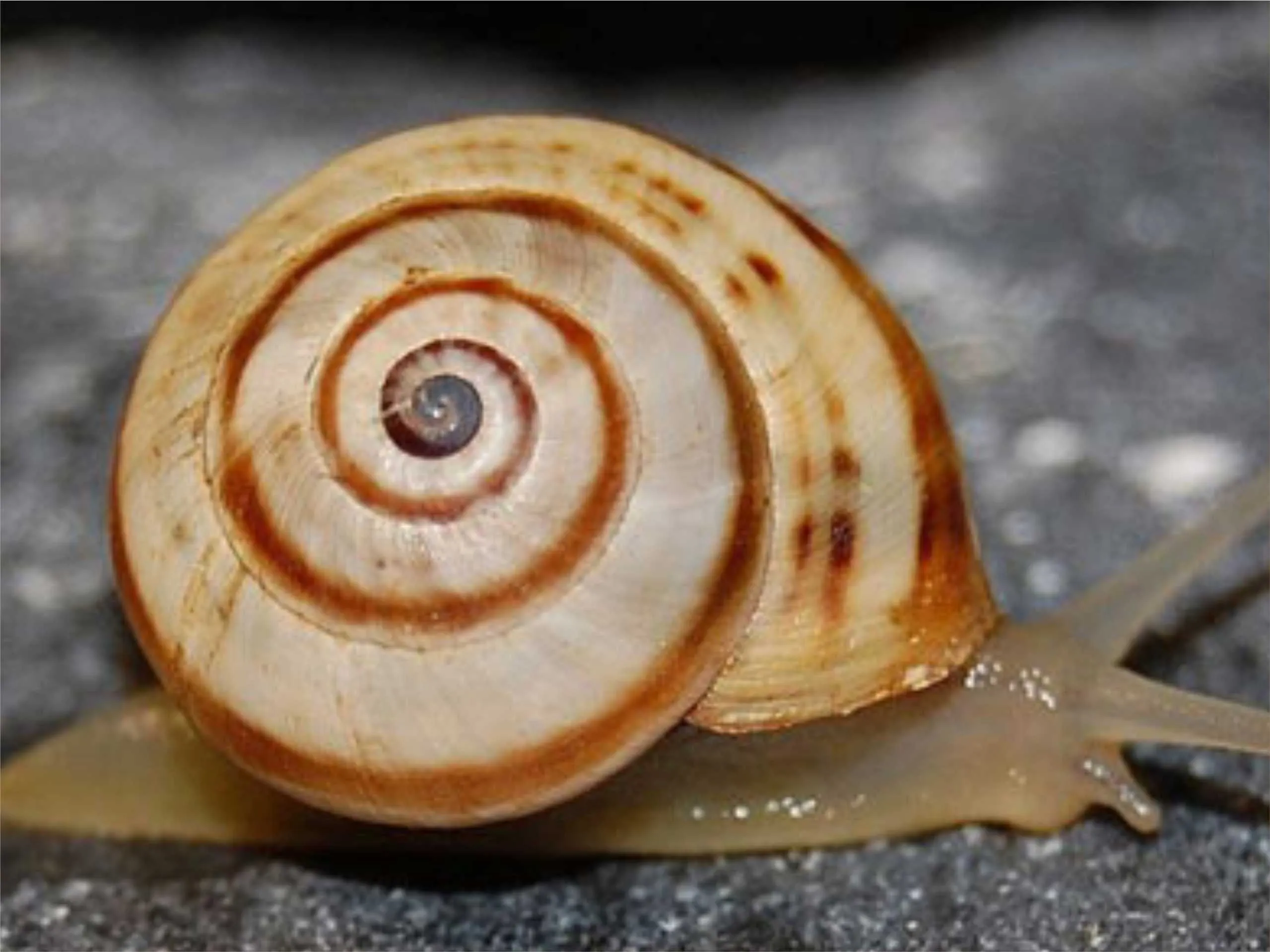 white snail