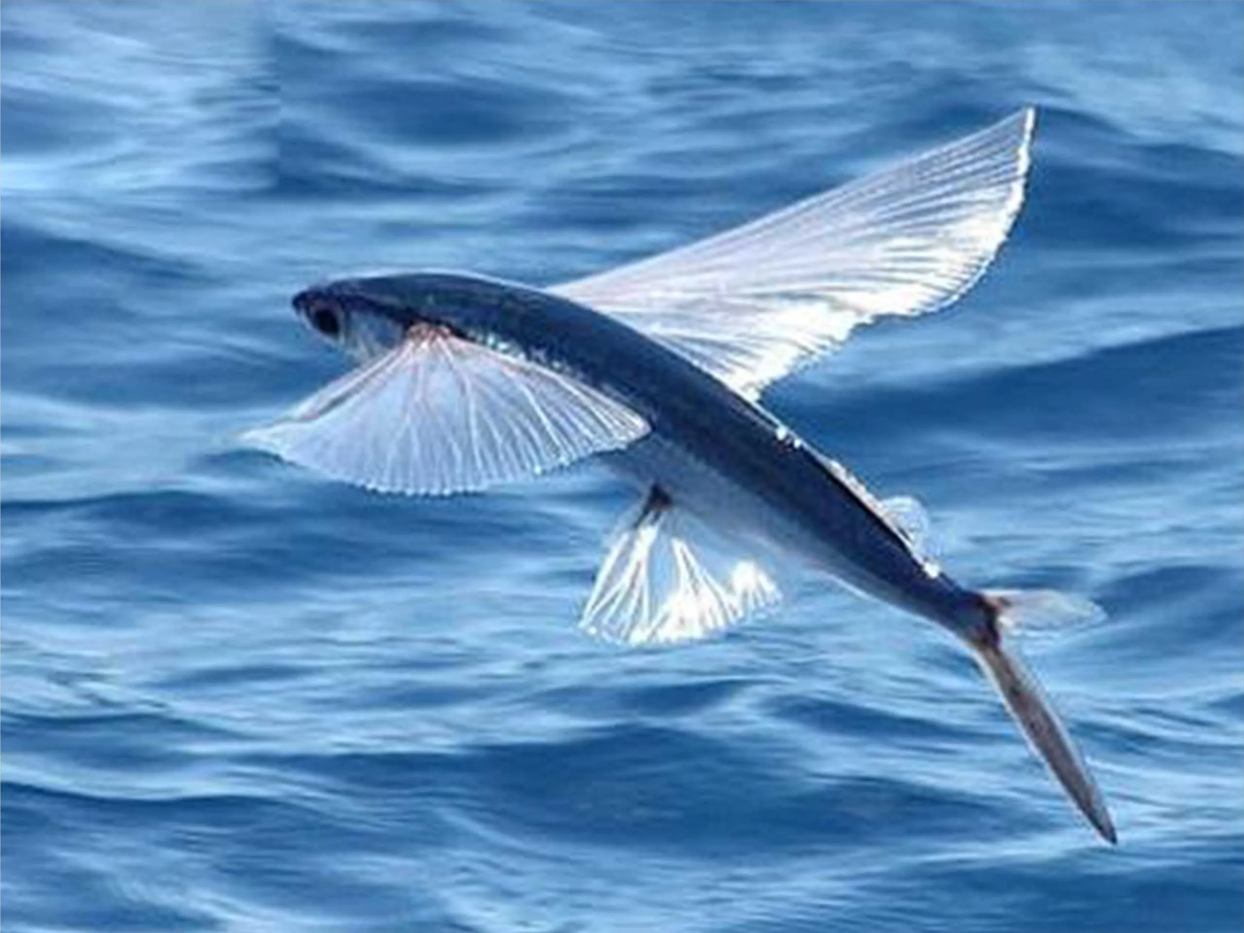 flying fish