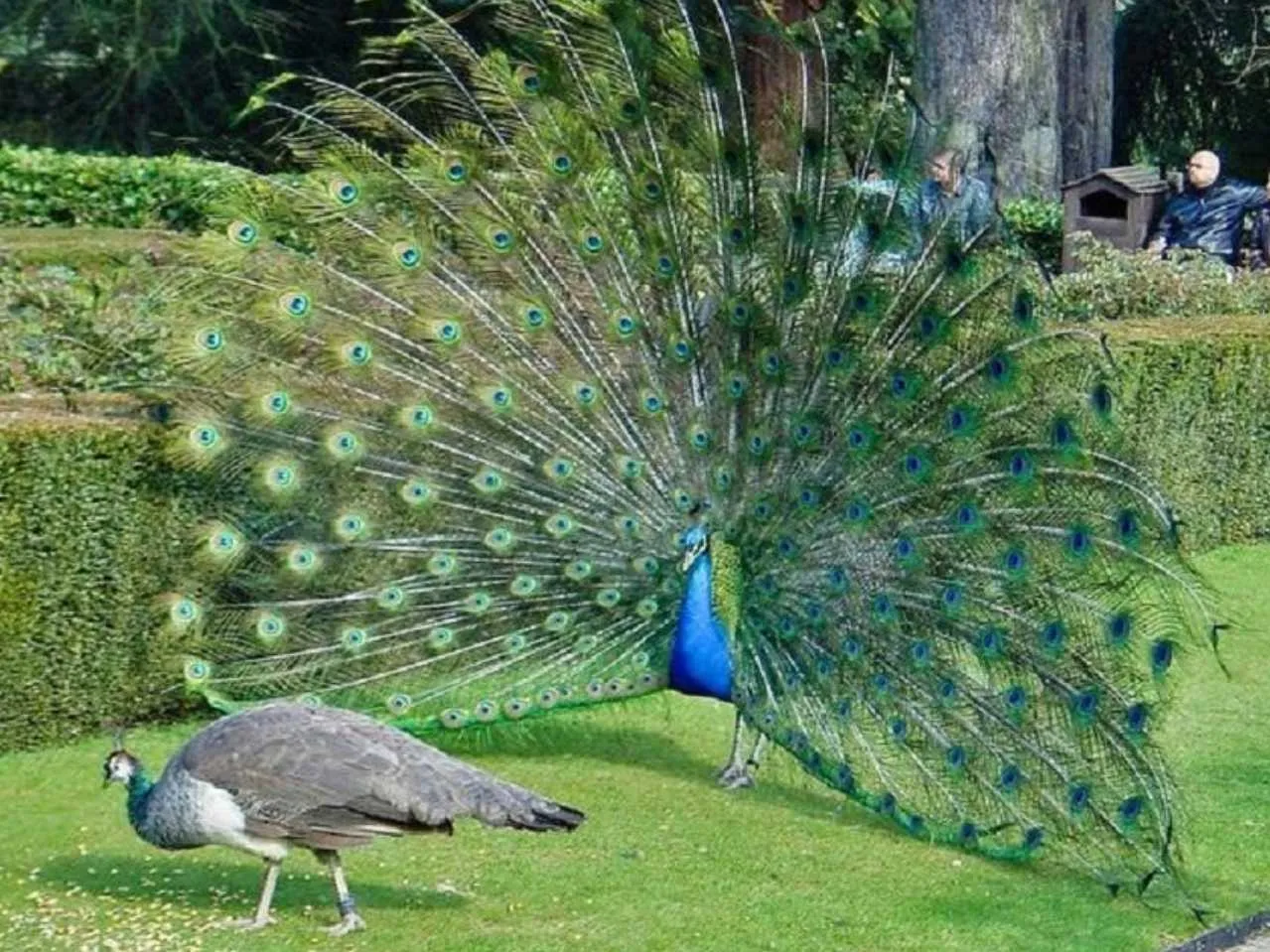 peacock