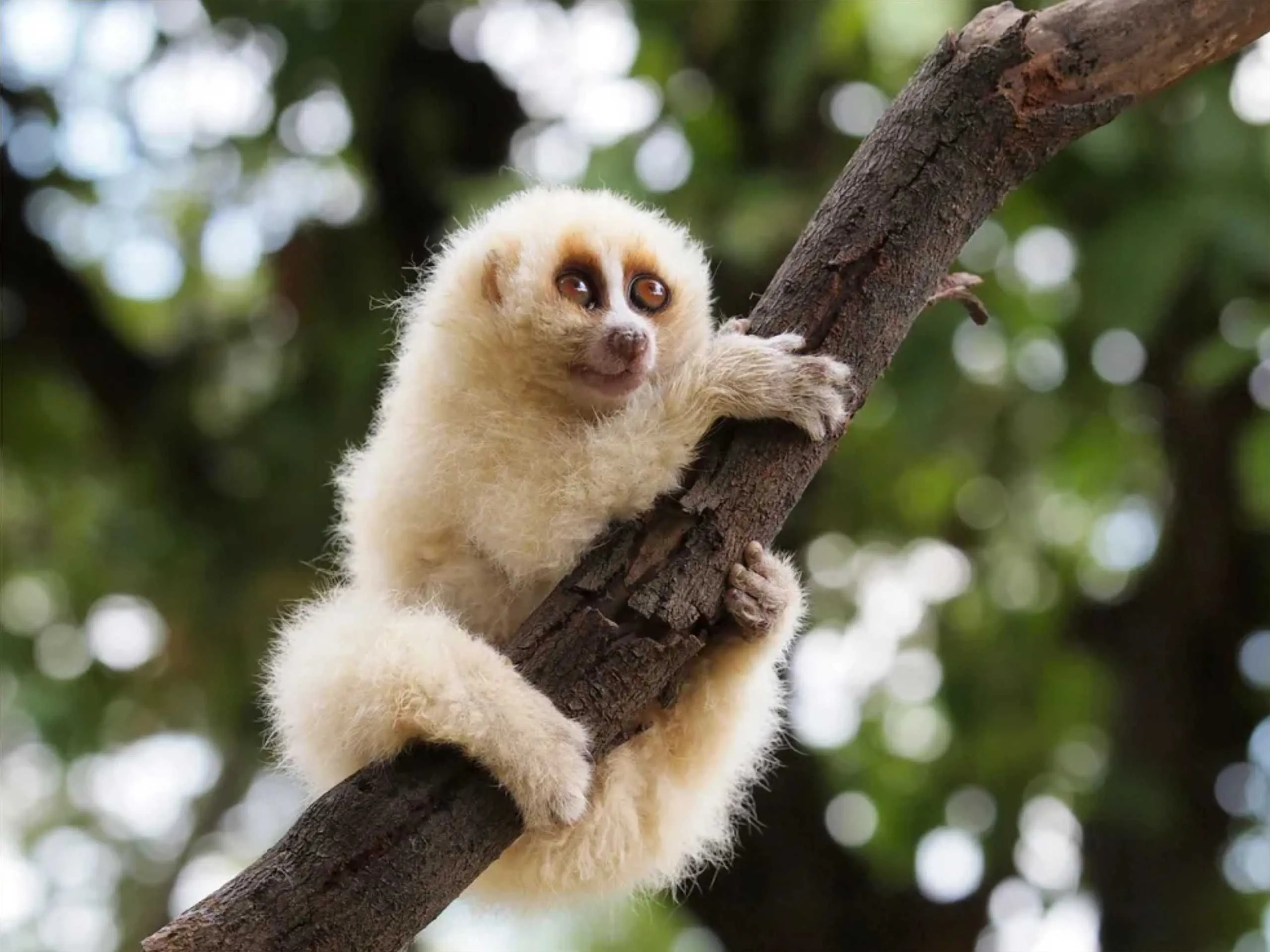 Slow Loris