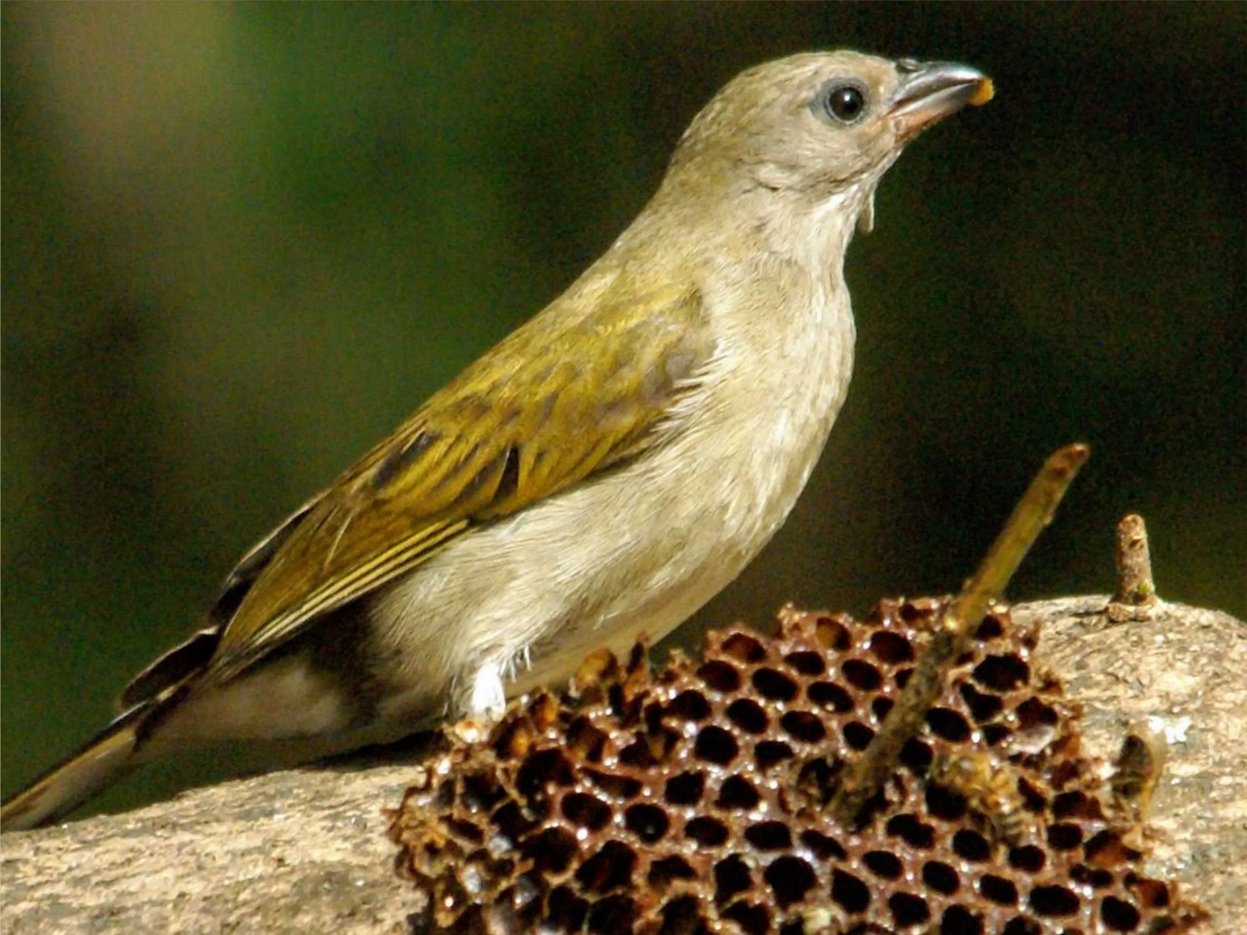 Honey Guide Bird