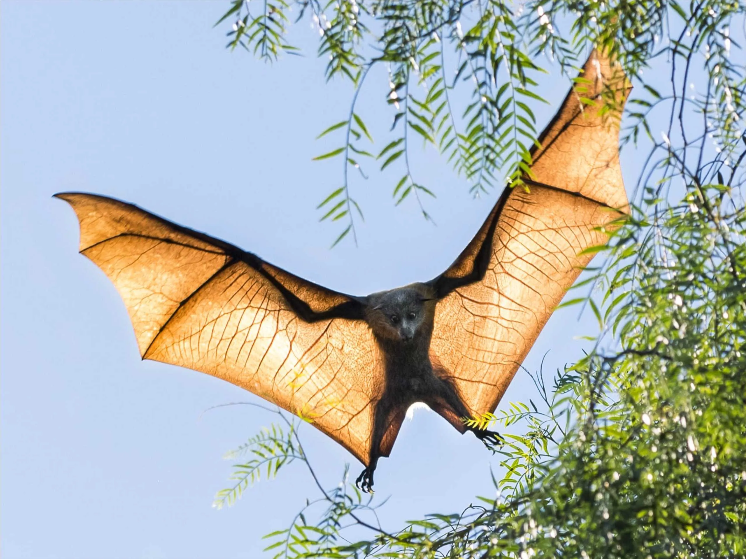 Flying Fox Bat