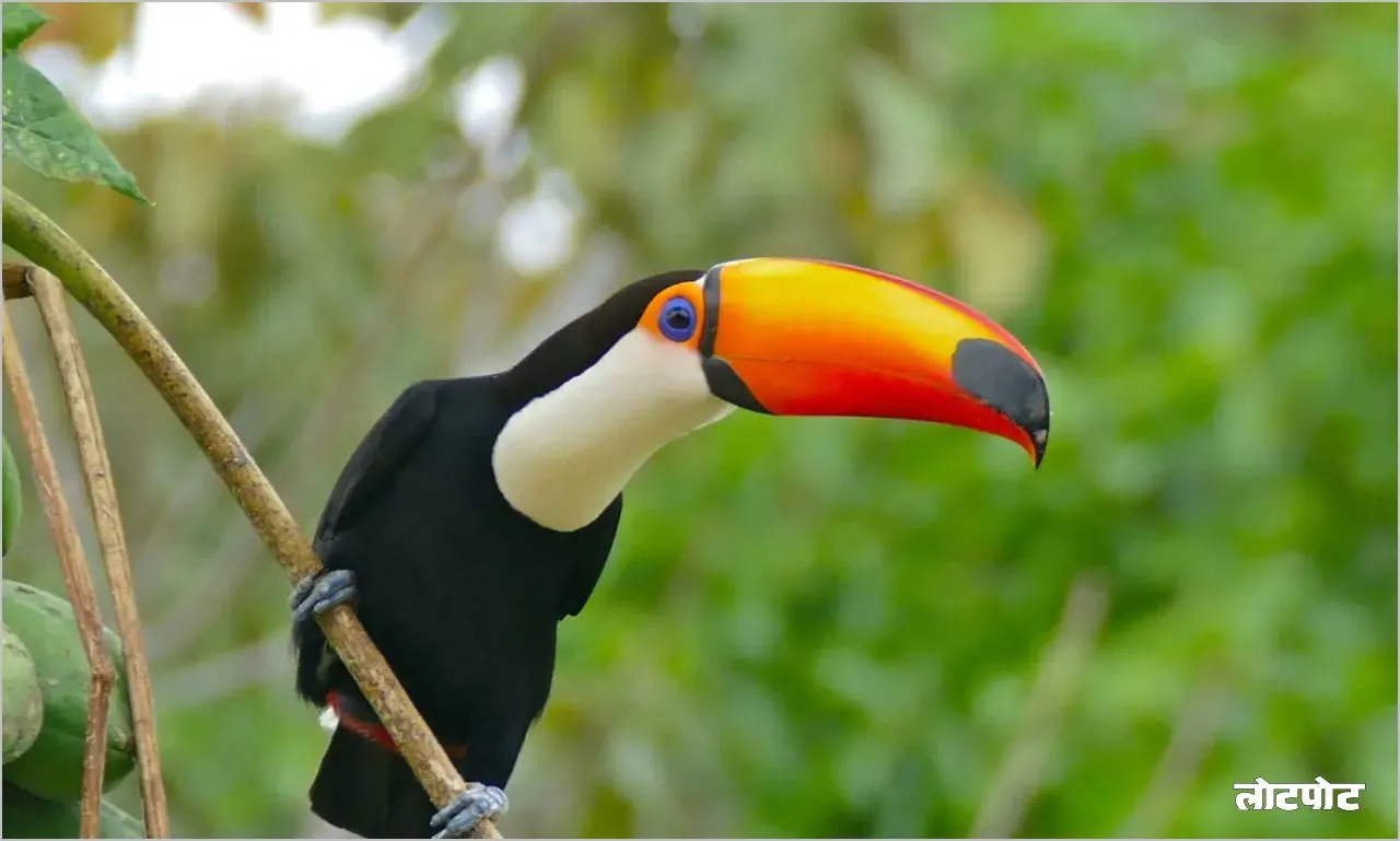 Toucan bird 