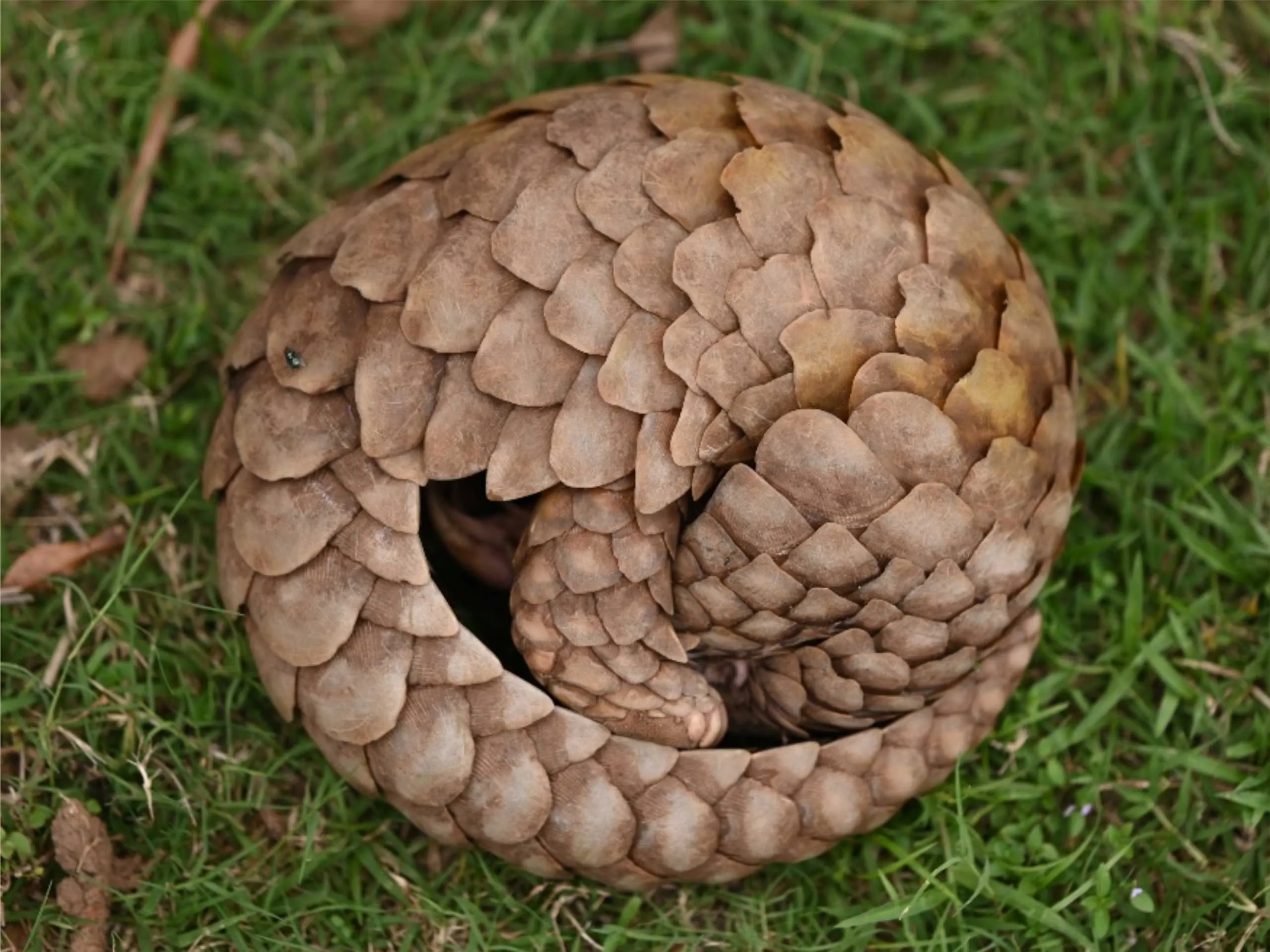 Indian Pangolin 