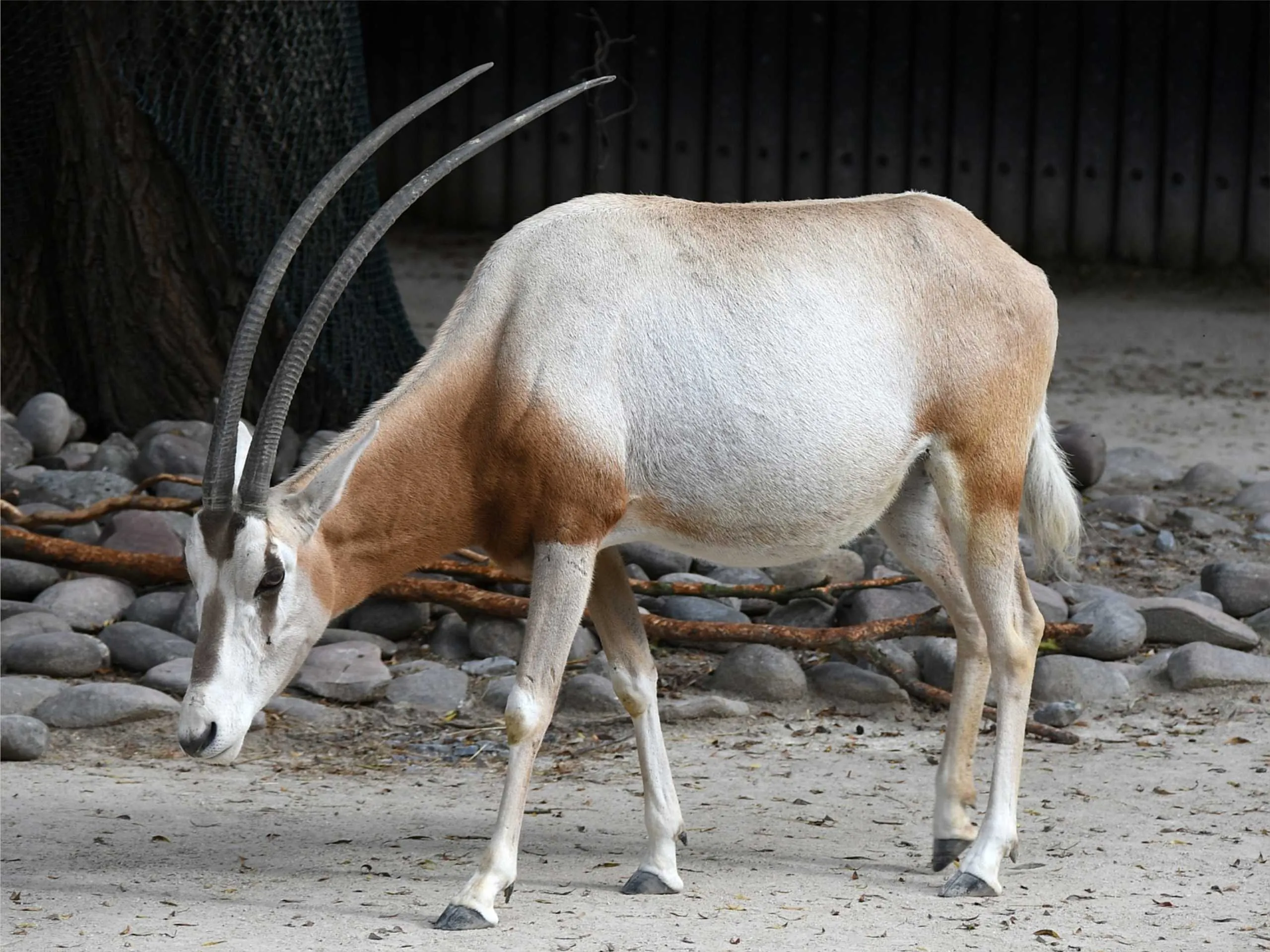 oryx