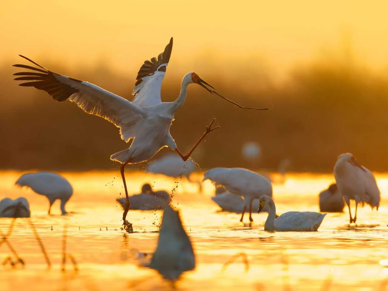 Siberian white crane