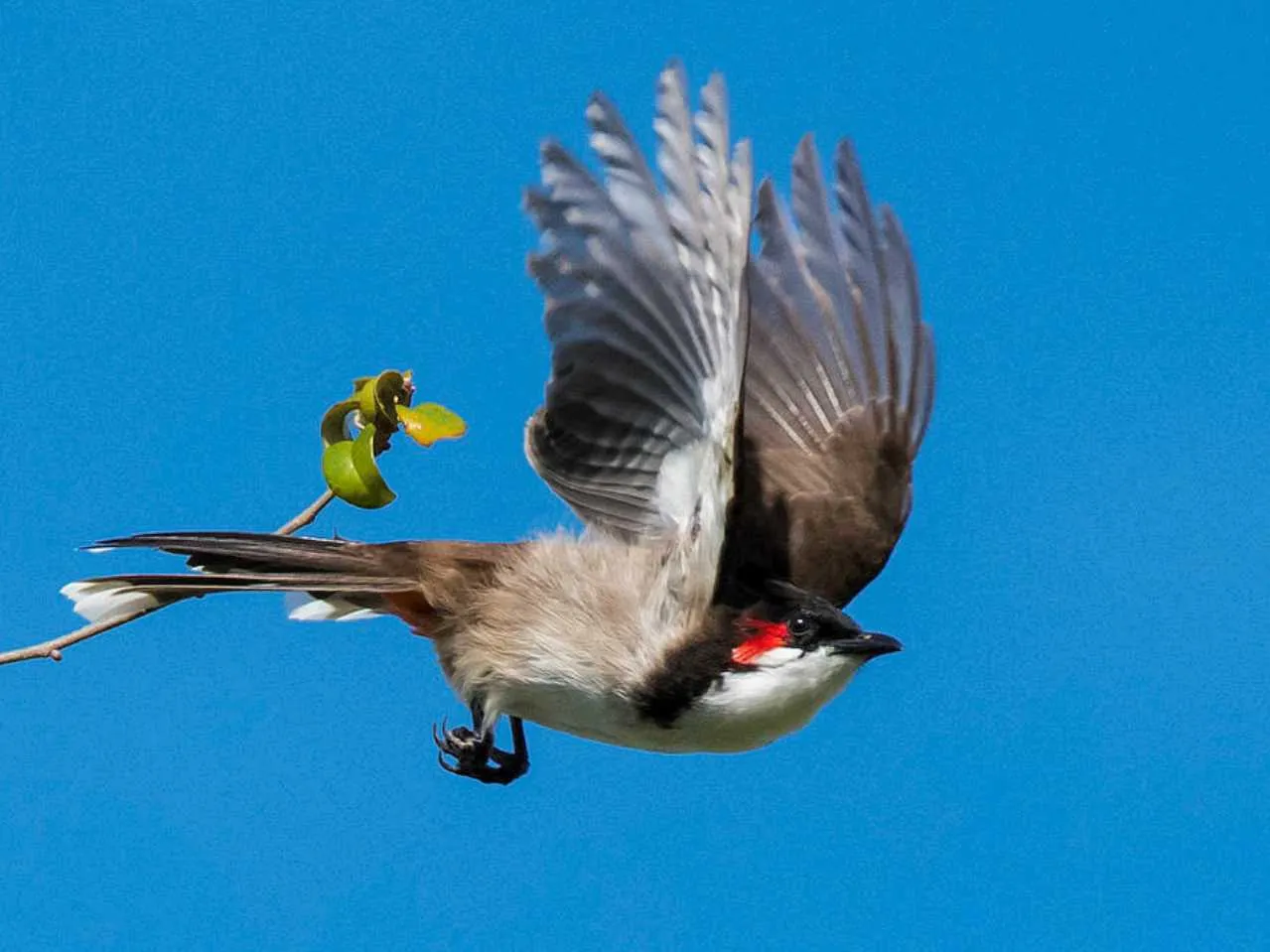 bulbul bird